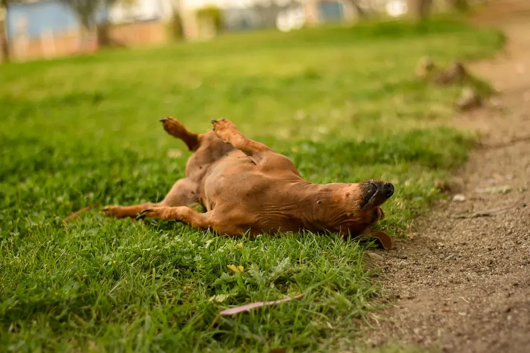 They Show You Their Belly (Image Credits: Unsplash)