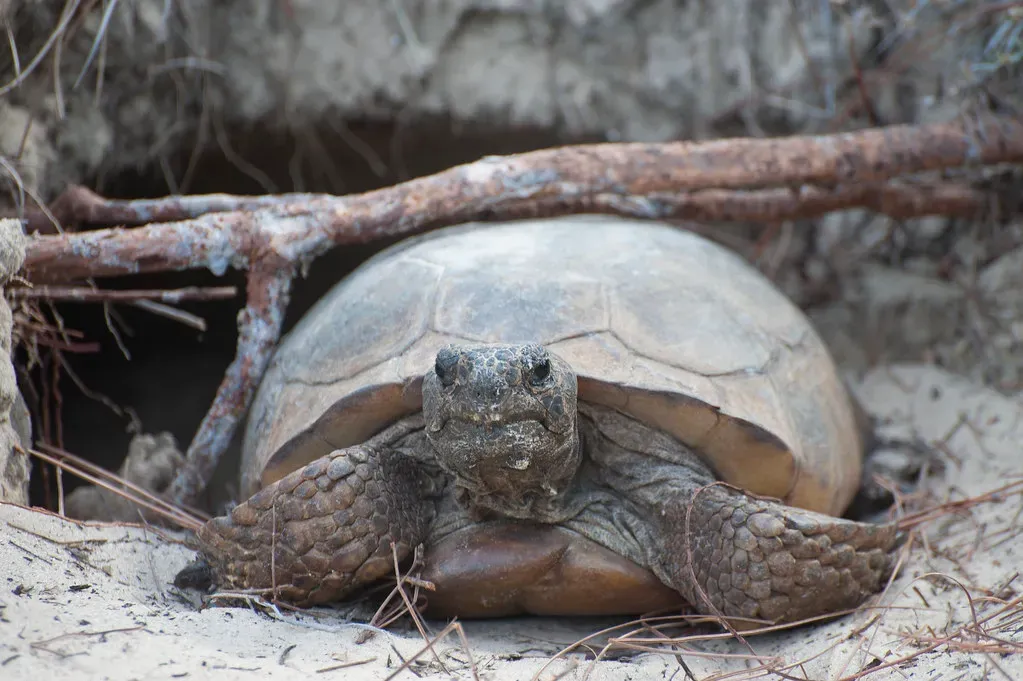 The Master Builders of Florida's Underground World (Image Credits: Flickr)