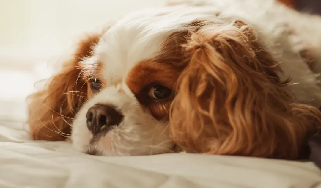 #4 - Cavalier King Charles Spaniels and Their Heartbreaking Heart Disease (Image Credits: Unsplash)
