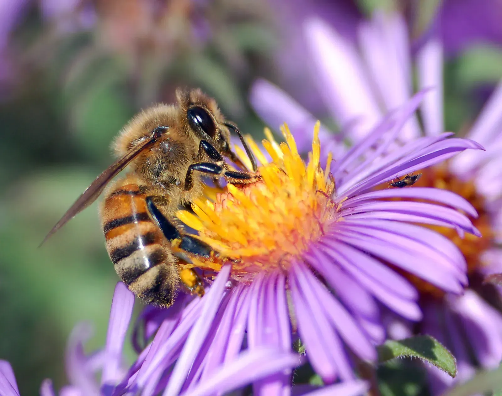 Asters: The Late-Season Superstars (Image Credits: Wikimedia)