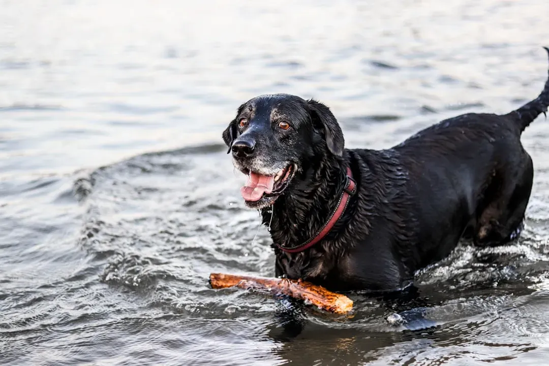 11. Raw Salmon and Raw Meat - The Raw Deal (Image Credits: Unsplash)