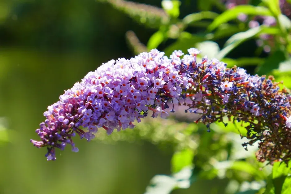 4 - Butterfly Bush (Buddleja) (Image Credits: Pexels)