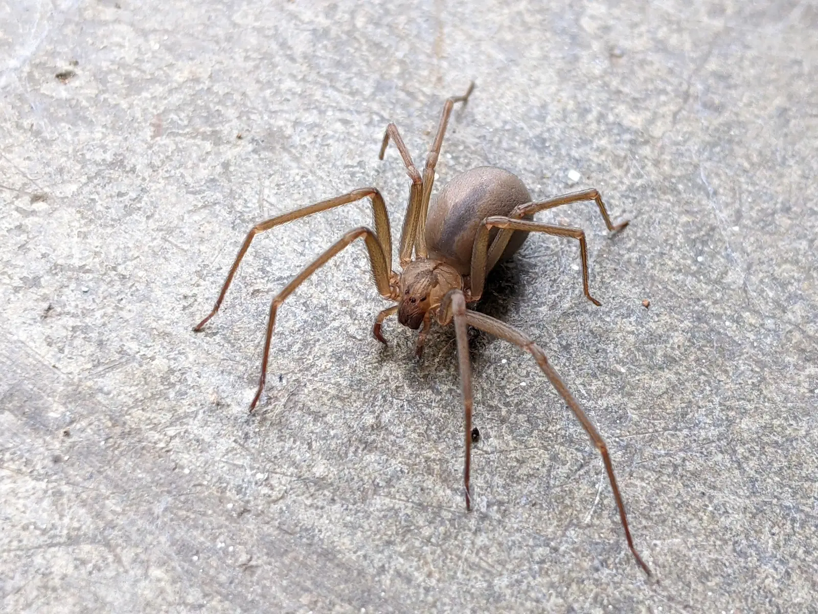 Misidentifications: Not Every Brown Spider is a Recluse (By iamfindingplants, CC0)