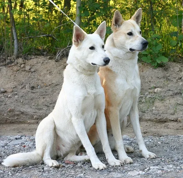 The Spiritual Meaning Behind Including Dogs (Image Credits: Wikimedia)