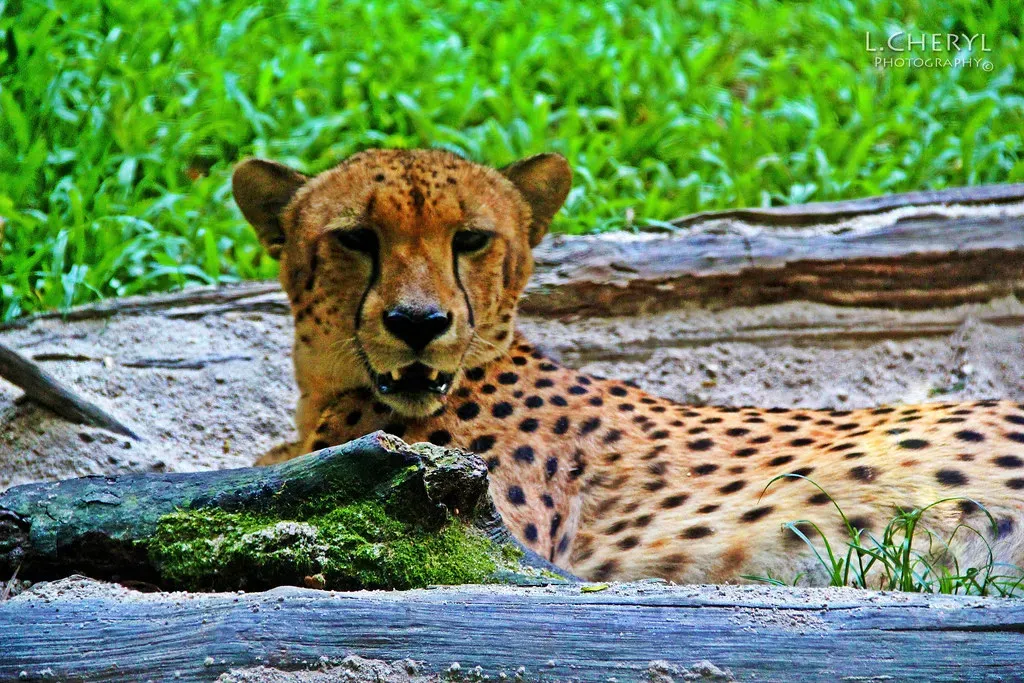 Conclusion: Your Wild Connection (Image Credits: Flickr)