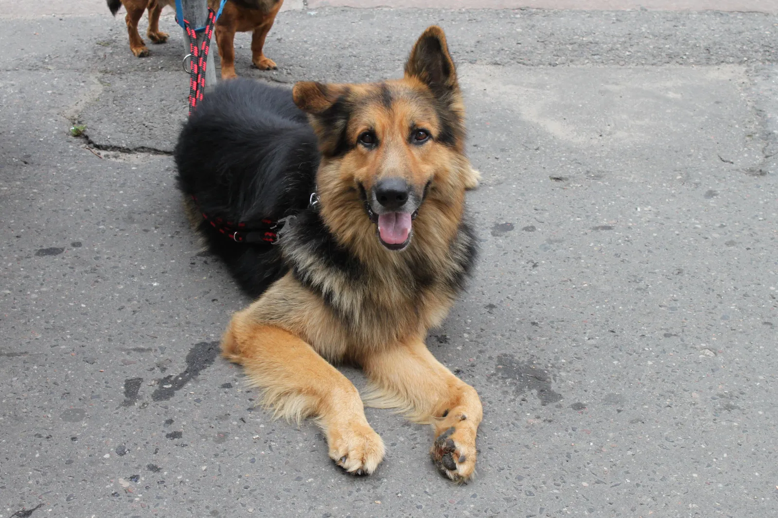 #8 - The "Talking" Instead of Barking (By Crusier, CC BY-SA 3.0)