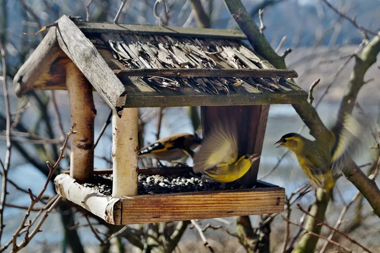 Problematic Bird Feeders: Disease Hotspots (Image Credits: Pixabay)