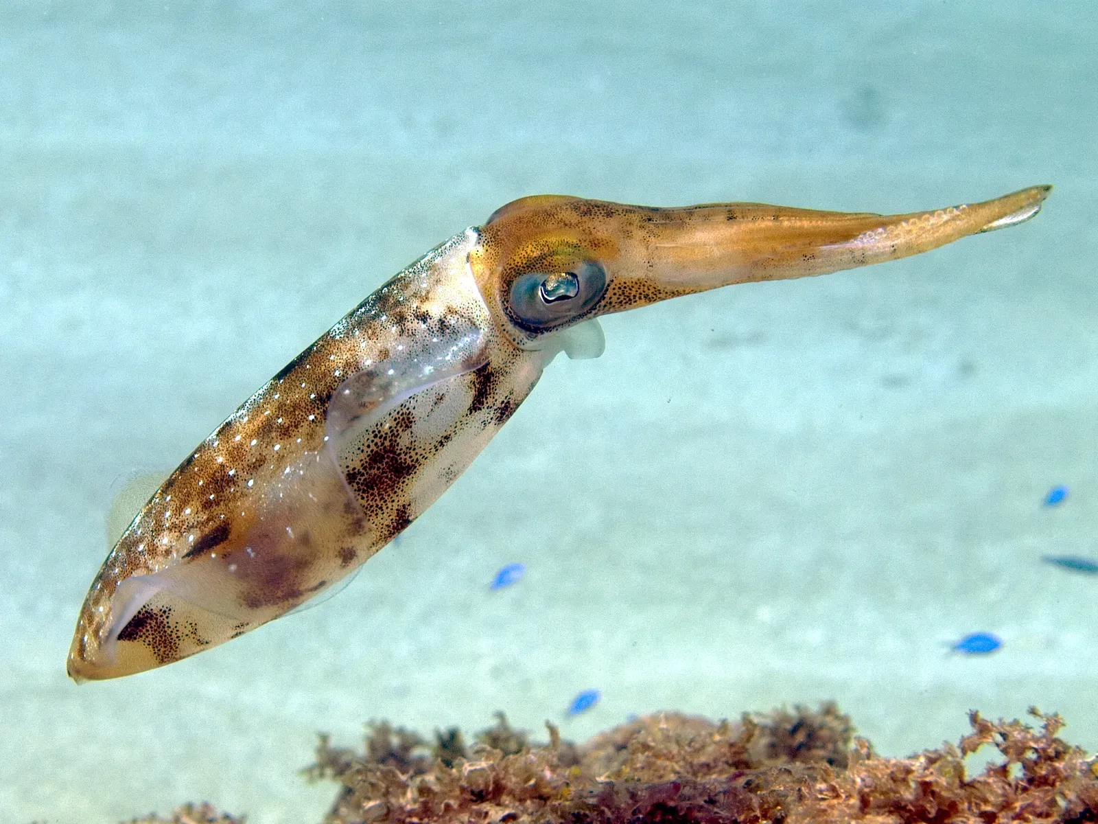 Caribbean Reef Squid: Flashing Communicators (By Nhobgood Nick Hobgood, CC BY-SA 3.0)