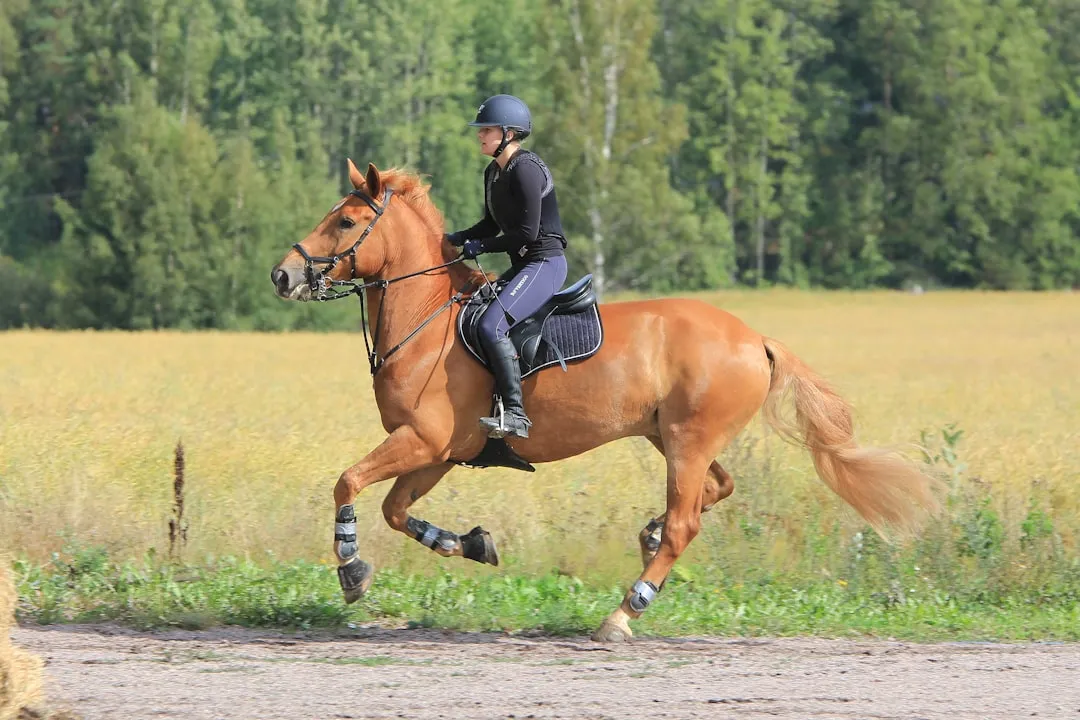 #21 - Andalusian / Lusitano: Elegant, Electric, and Demanding (Image Credits: Unsplash)