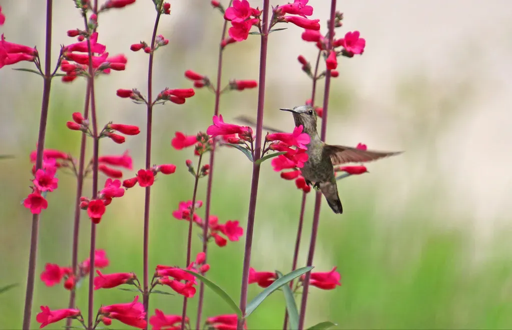 #9 - Penstemon (Beardtongue) (Monkeystyle3000, Flickr, CC BY 2.0)