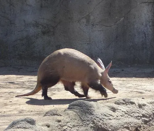 The Aardvark: Africa's Underground Oddball (Image Credits: Wikimedia)