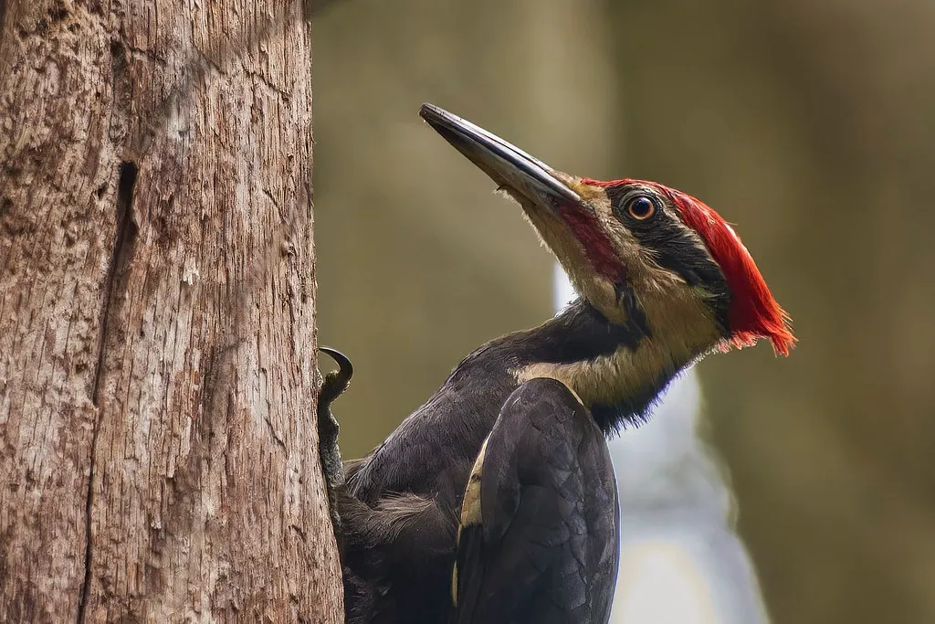 #3 - The Pileated Woodpecker: The Carpenter That Makes (and Breaks) the Forest (TonySprezzatura, Flickr, CC BY-SA 2.0)