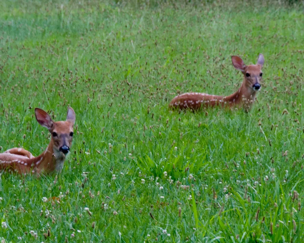 #6. They Return to the Same Spots Night After Night (nosha, Flickr, CC BY-SA 2.0)