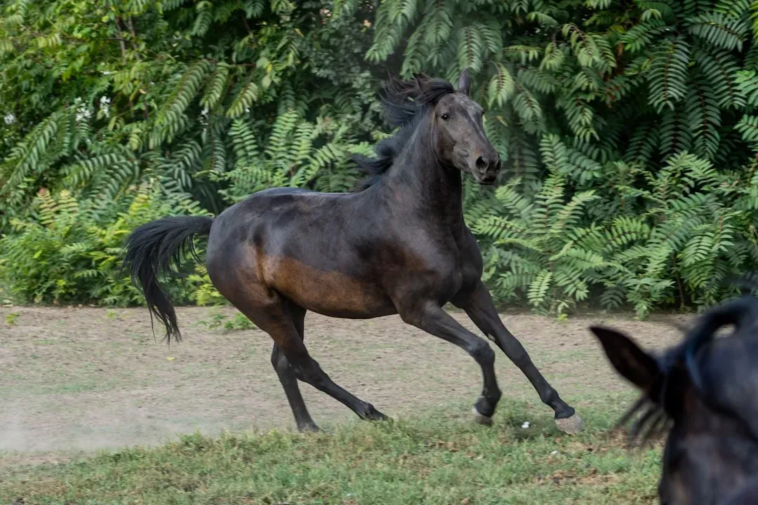 Sagittarius: The Horse's Boundless Journey (Image Credits: Unsplash)