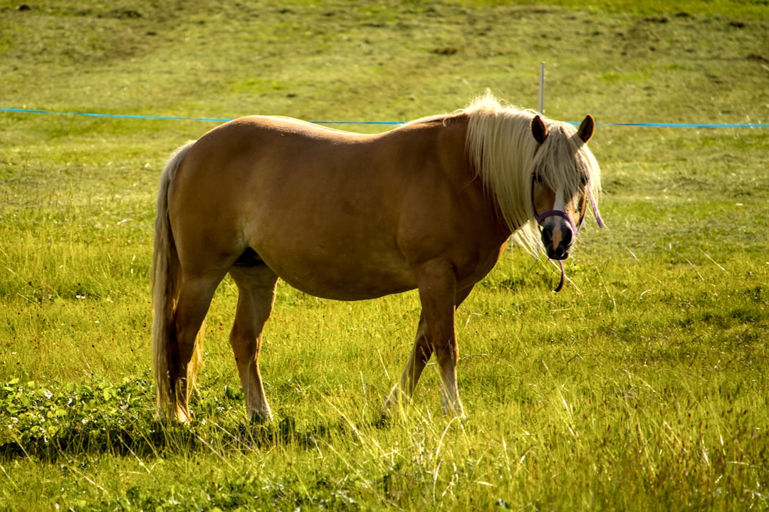 Haflinger: The Golden Mountain Horse (Image Credits: Unsplash)