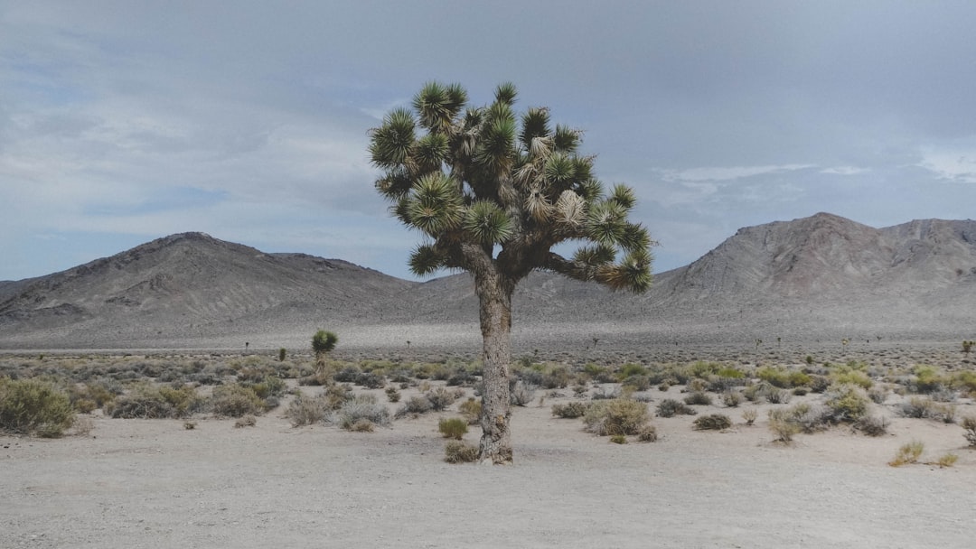 Death Valley, USA - Nature's Furnace (Image Credits: Unsplash)