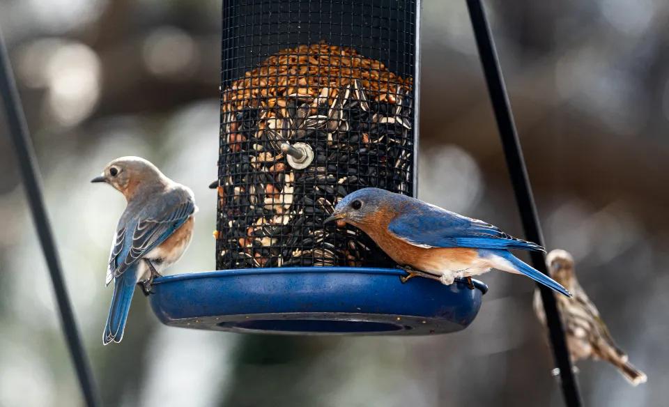 13. Use Multiple Small Feeders, Not One Crowded Spot (Image Credits: Stocksnap)