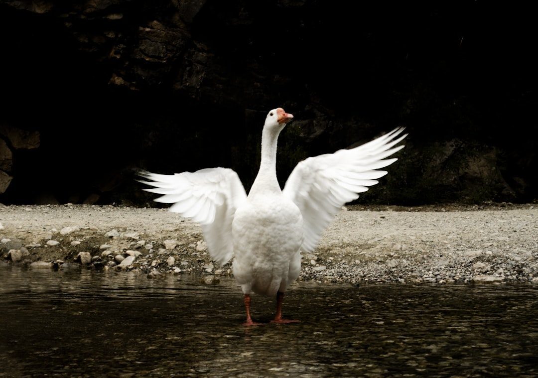 The Determined Goose: December 22 - January 19 (Image Credits: Unsplash)