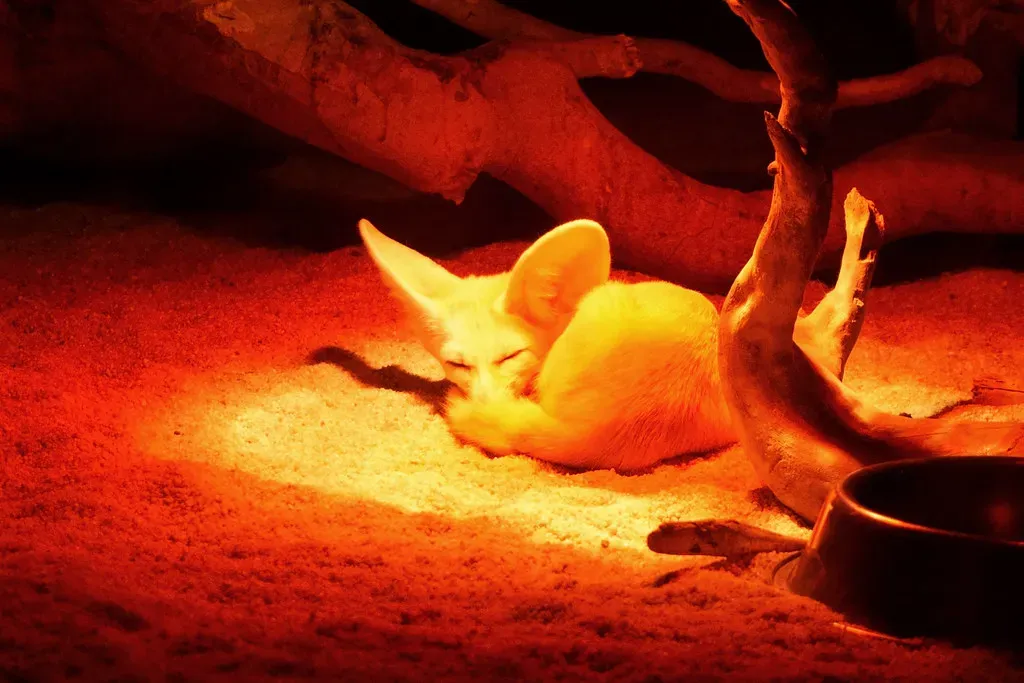 3. The Fennec Fox: The Desert's Tiny Engineer (arwen_cz, Flickr, CC BY 2.0)