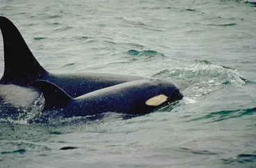 They Experience Deep Emotions Like Grief and Joy (Image Credits: Wikimedia)