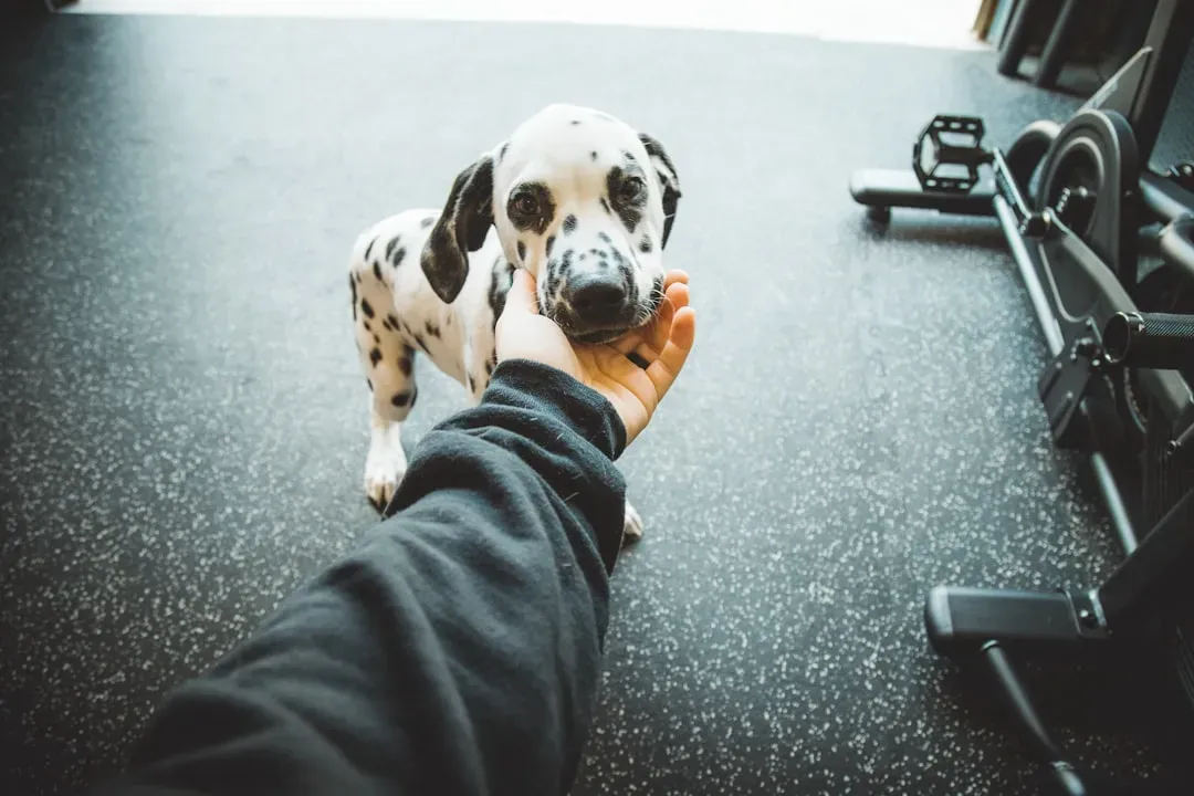 Beyond Words: How Pets Increase Empathy and Prosocial Behavior (Image Credits: Unsplash)