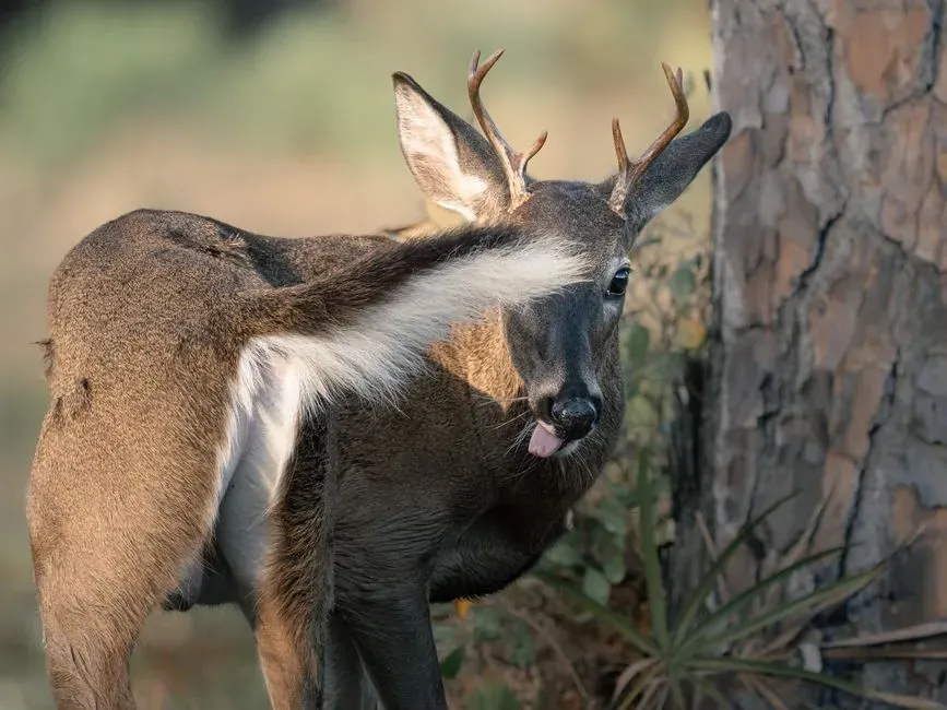 7. Flicking Their Tails (Image Credits: Pexels)