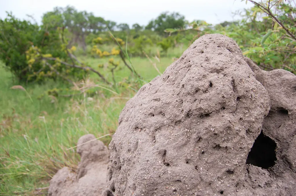 South Africa's 34,000-Year-Old Termite
