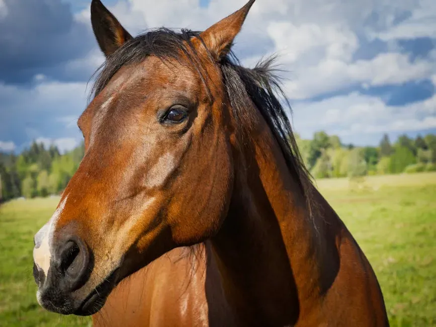 #10 Capricorn (December 22 – January 19): The Quarter Horse (Image Credits: Pexels)