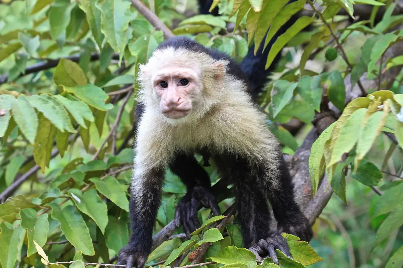 Capuchin Monkeys Rejecting Unequal Rewards (Image Credits: Pixabay)