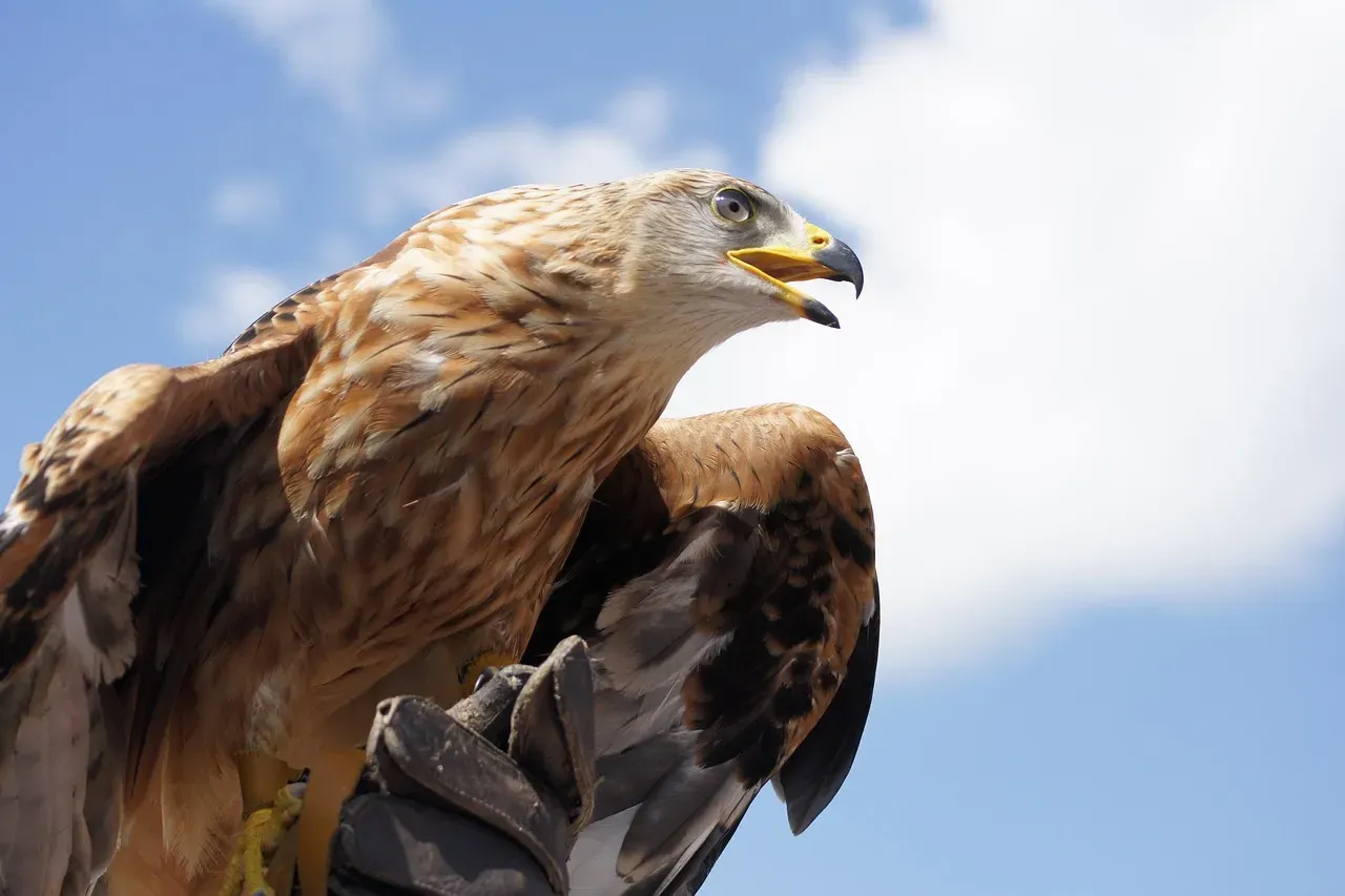 Aries (March 21 &ndash; April 19): The Golden Eagle (Image Credits: Pixabay)