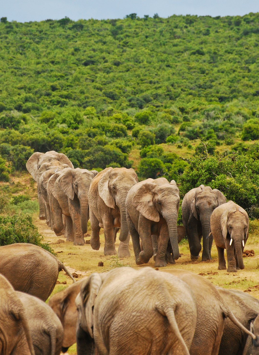 Memory and Recognition: The Foundation of Elephant Emotions (Image Credits: Unsplash)