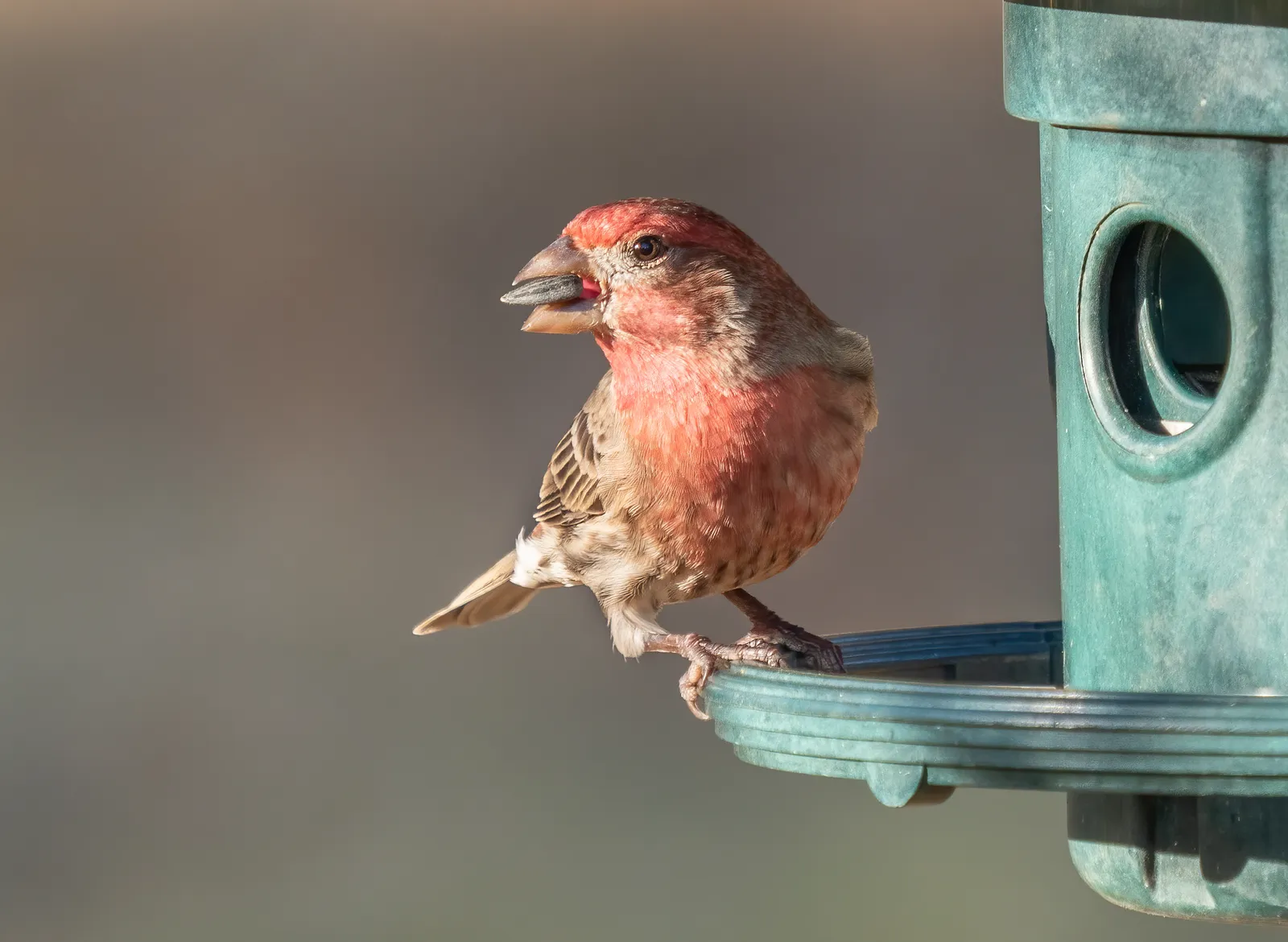 13. Birdfy Feeder Vista: The 360-Degree View (By Rhododendrites, CC BY-SA 4.0)