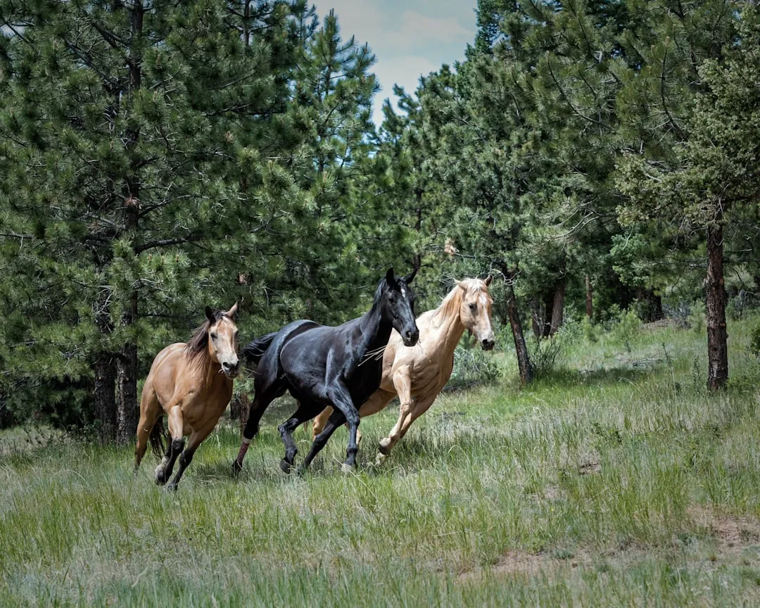 #20 - Mustang: One of the Most Misunderstood “Beginner” Choices (Image Credits: Unsplash)