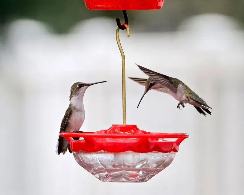 They tolerate other birds at shared food sources (Image Credits: Pexels)