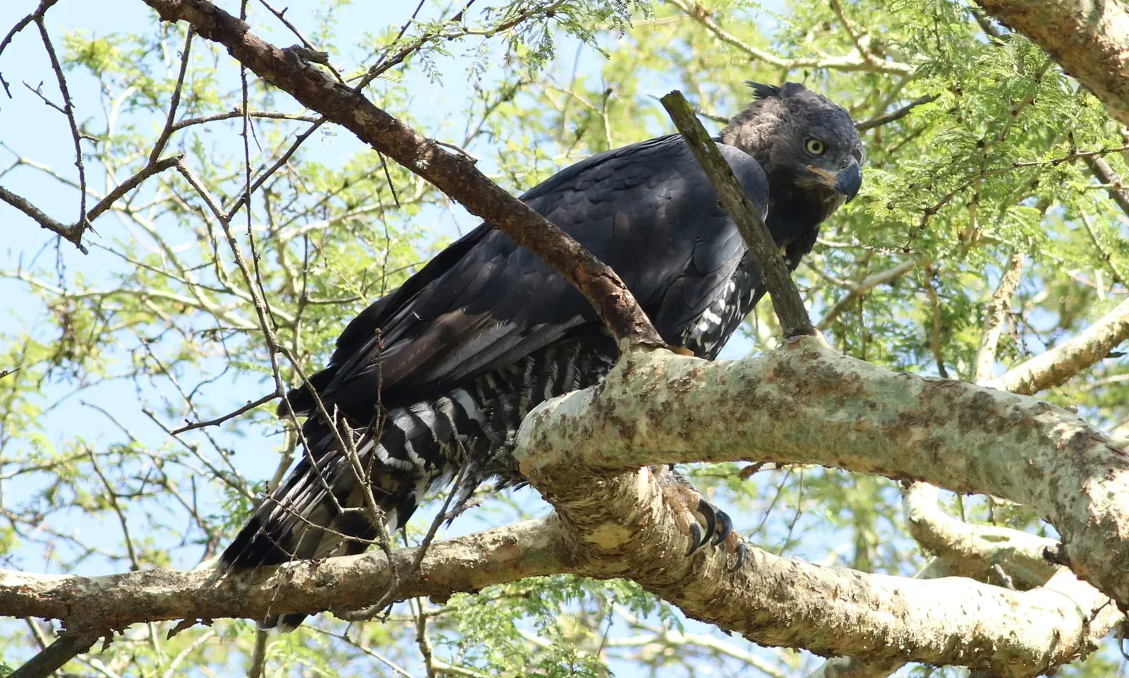 The African Crowned Eagle: Pound for Pound Champion (Image Credits: Wikimedia)