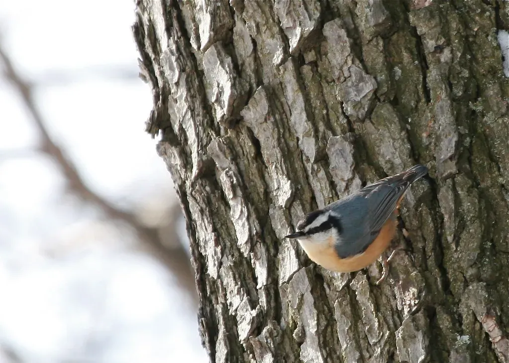 #8: Some Species Use Resin as a Chemical Barrier Around the Nest (qmnonic, Flickr, CC BY 2.0)