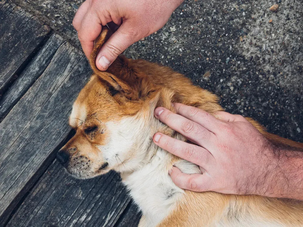 #30. You Check for Fleas and Ticks After Time Outdoors (Ivan Radic, Flickr, CC BY 2.0)