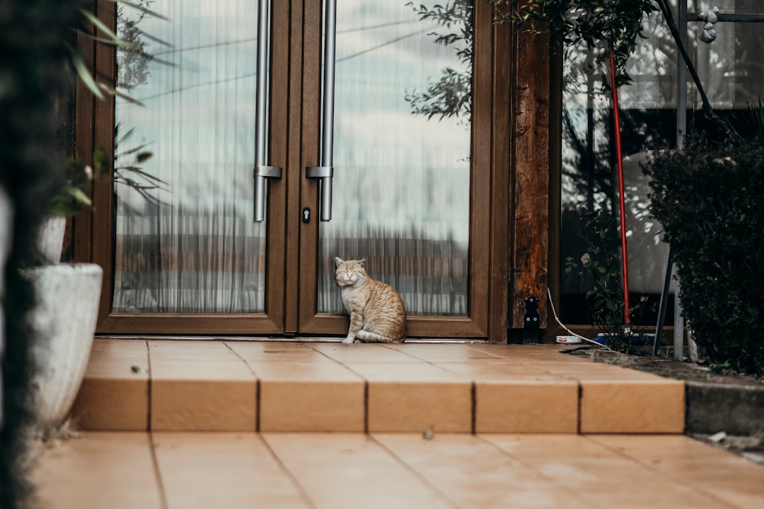 Your Cat's Remarkable Ability to Track Your Schedule (Image Credits: Unsplash)