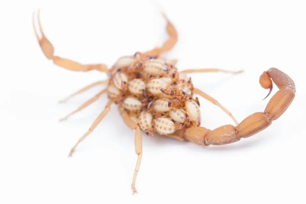 Fatal Stings Are Incredibly Rare Despite Thousands of Incidents (Image Credits: Rawpixel)