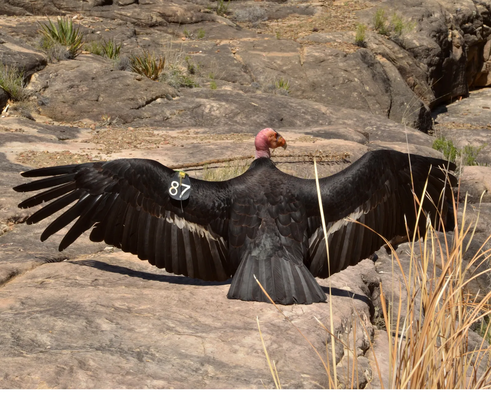 #9 The Landscape Is Changing, and Condors Are Adapting (Grand Canyon National Park: California Condor 87_3462, CC BY 2.0)