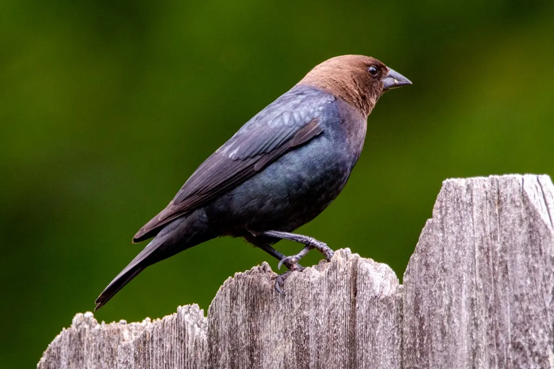 #6 - The Brown-headed Cowbird: The Controversial Puppet Master of Songbirds (Image Credits: Unsplash)