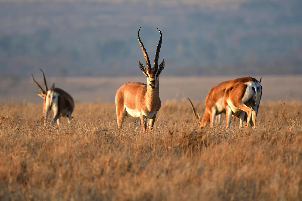 Grant&rsquo;s Gazelle: The Antelope That Can Skip Waterholes Entirely (Image Credits: Pixabay)