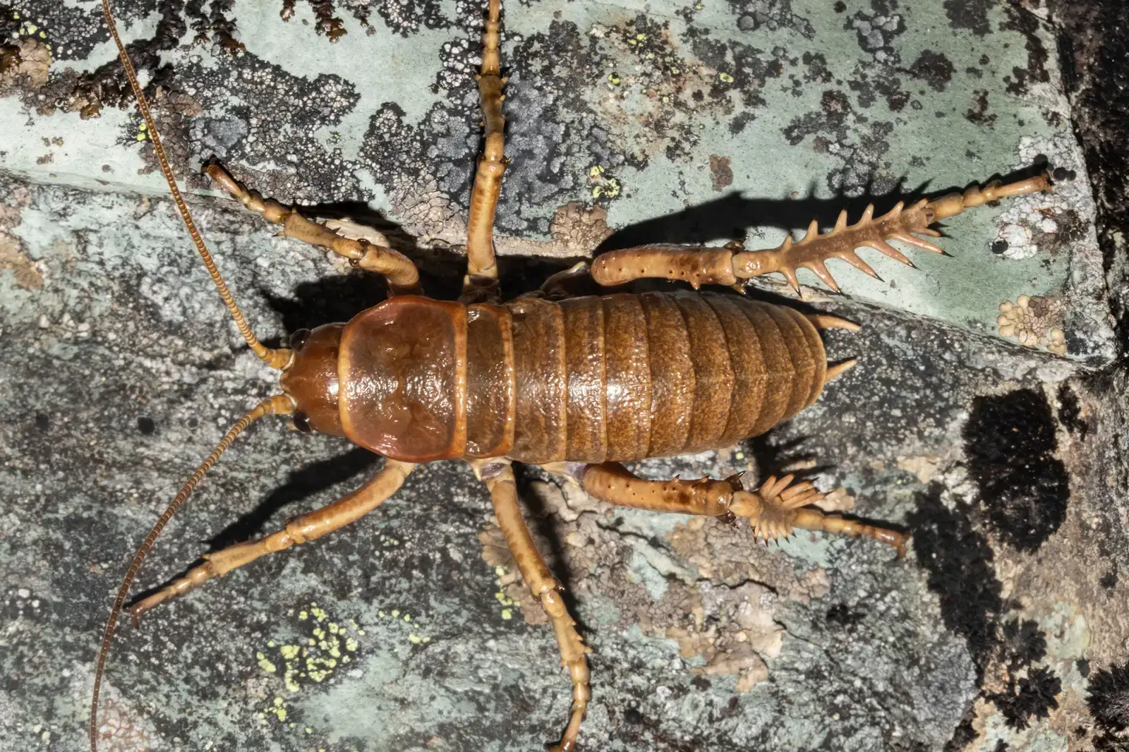 7. The New Zealand Alpine Weta: The Largest Freezing Insect on Earth (Image Credits: Wikimedia)