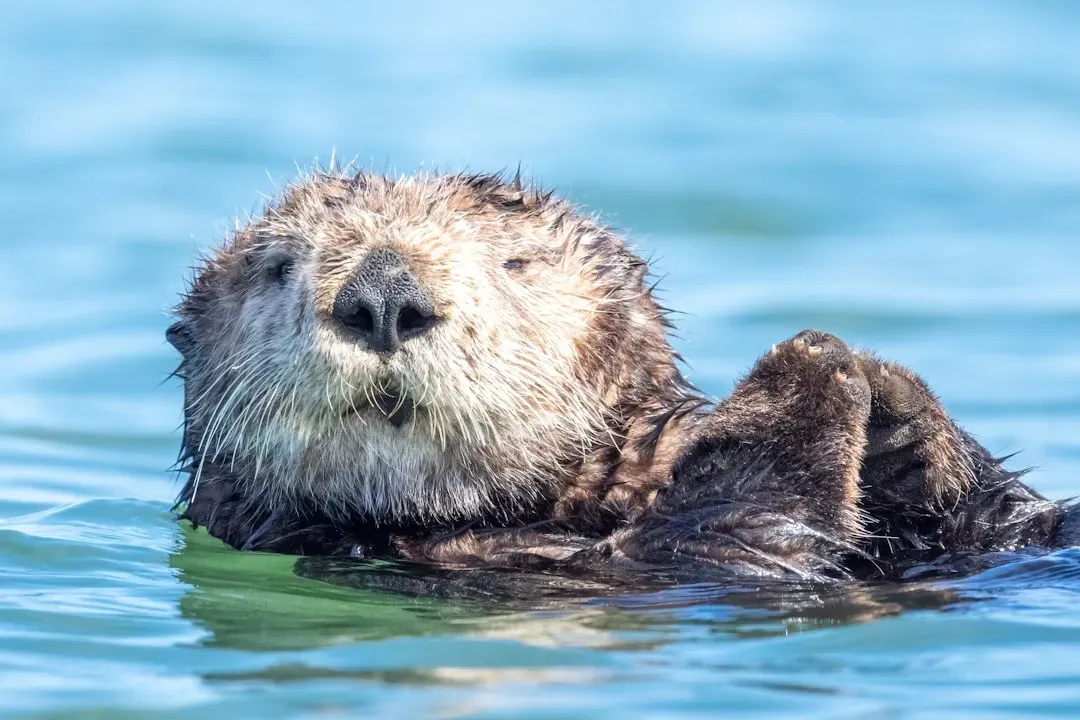 Sea Otter (Image Credits: Unsplash)