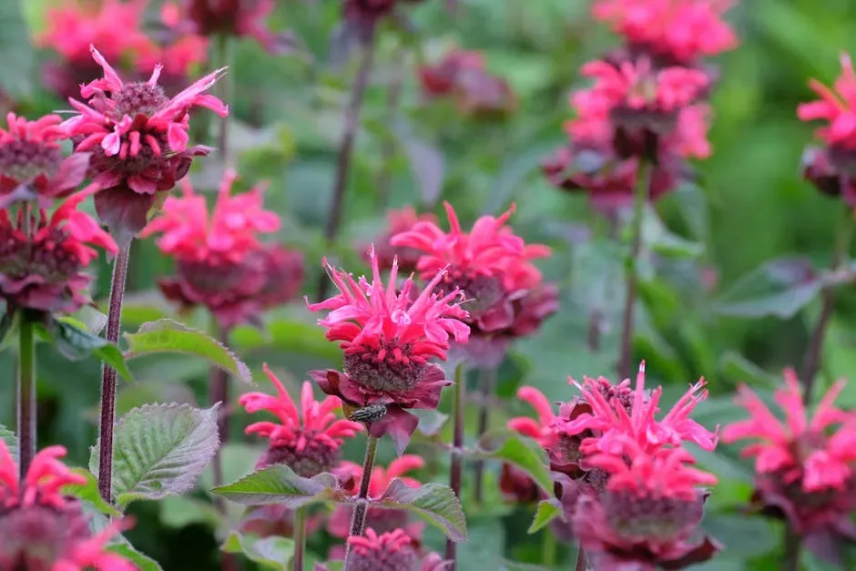 Bee Balm (Monarda): The Triple-Threat Pollinator Plant (Image Credits: Pexels)