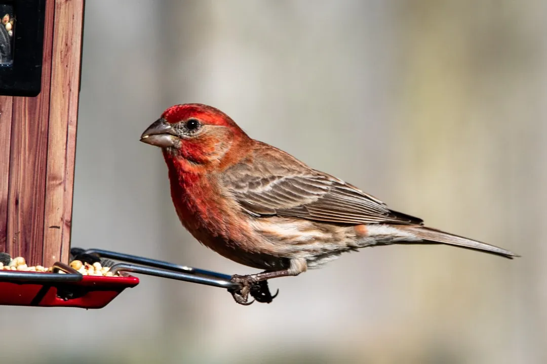 #4 - House Finch: The Urban Success Story with a Twist (Image Credits: Unsplash)