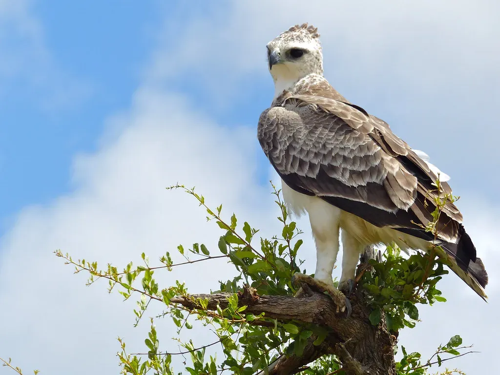 4. Martial Eagle: The Leopard of the African Sky (Bernard DUPONT, Flickr, CC BY-SA 2.0)