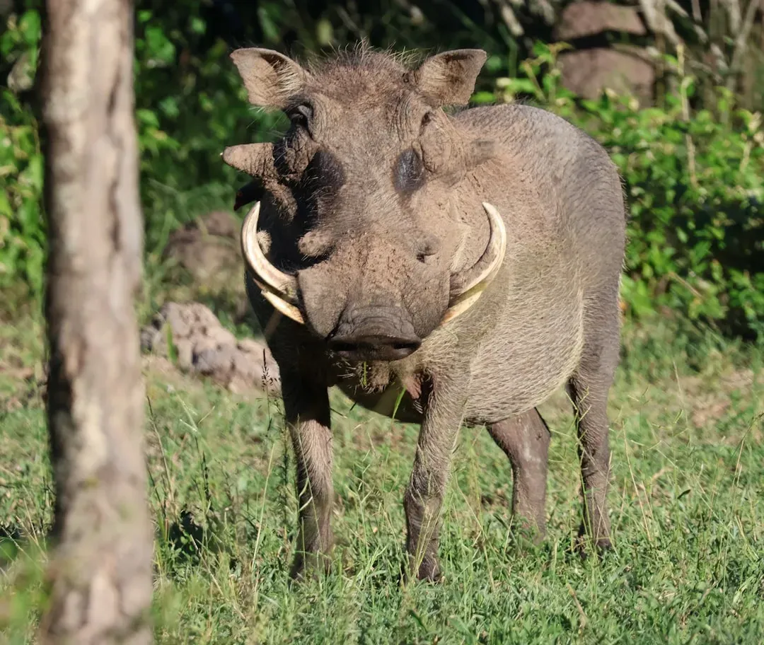 7. Wild Boar (Feral Hog) - Fast, Aggressive, and Armed With Tusks (Image Credits: Unsplash)