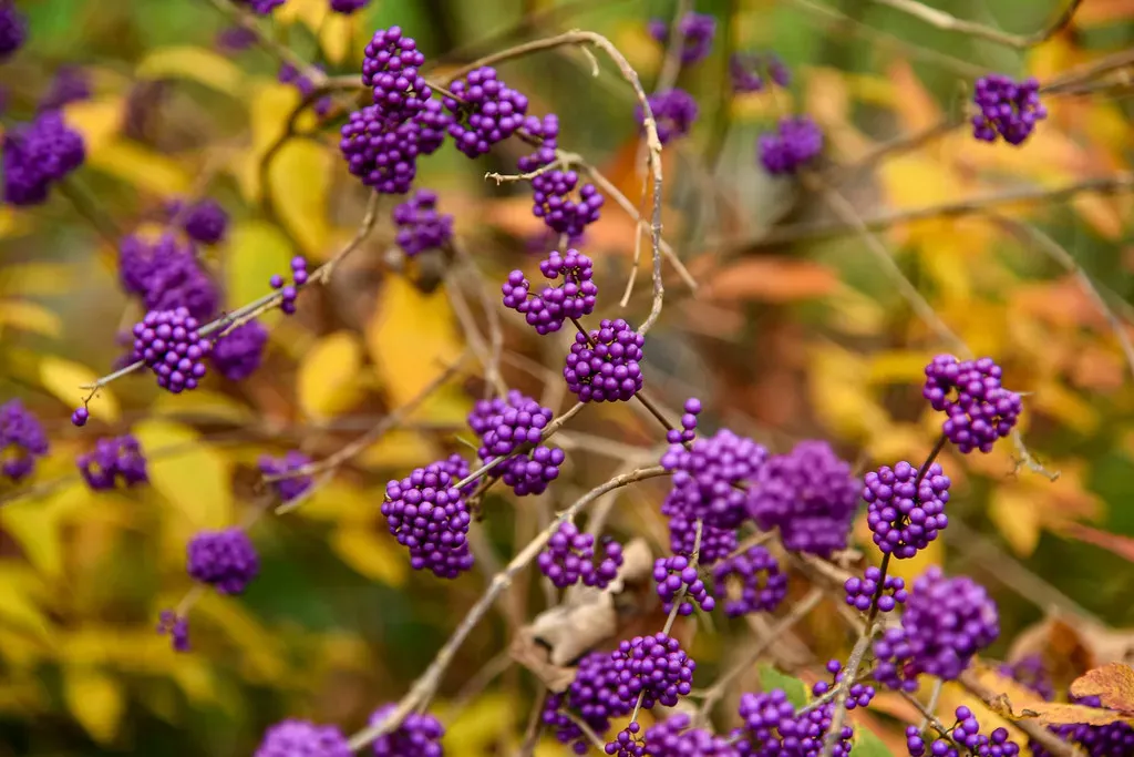 6. Beautyberry (Callicarpa americana): The Berry Bold Shrub (Image Credits: Flickr)