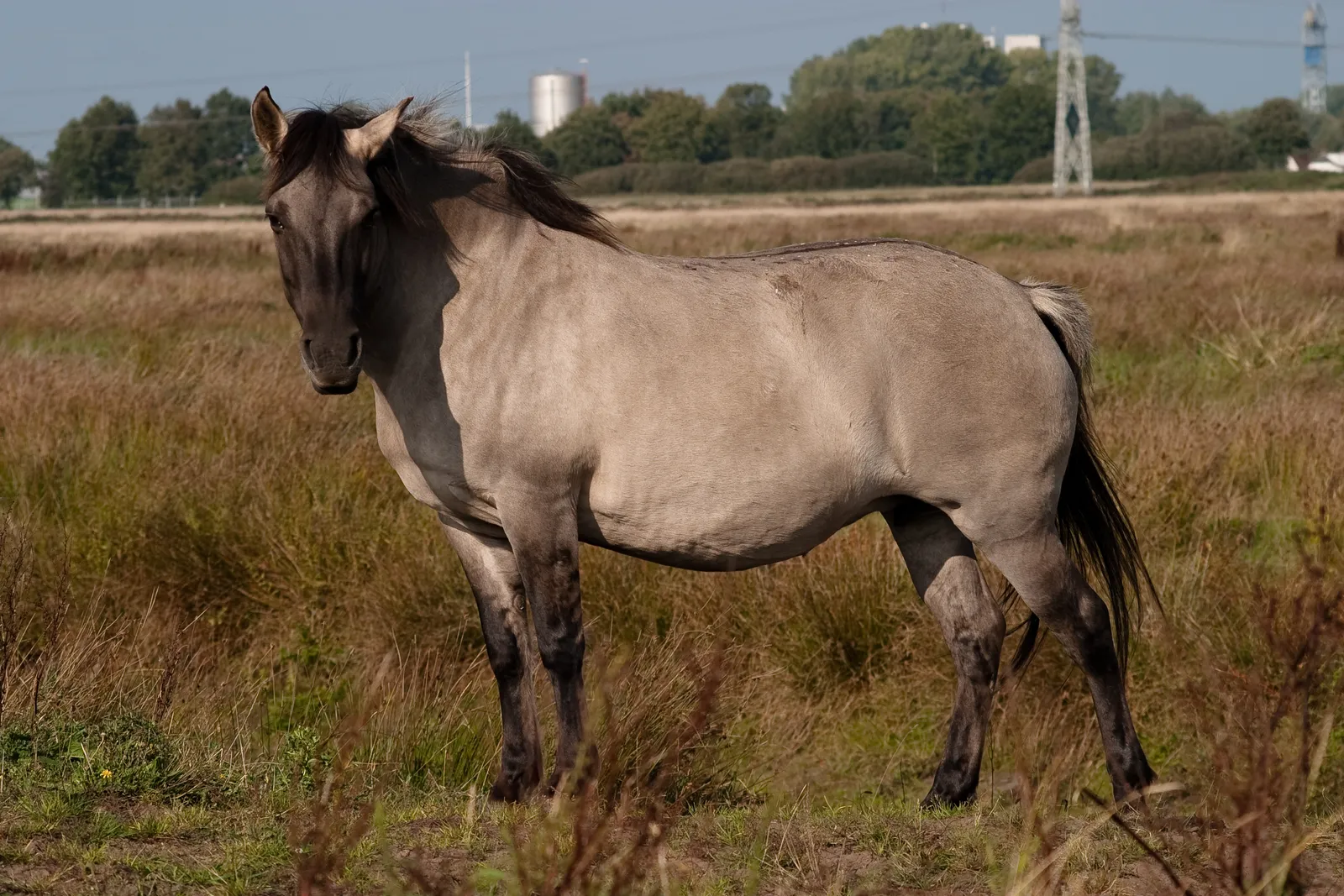 #20 - Overly Trendy Crossbreeds ("Designer Horses") (Flickr: Wild horse, CC BY 2.0)